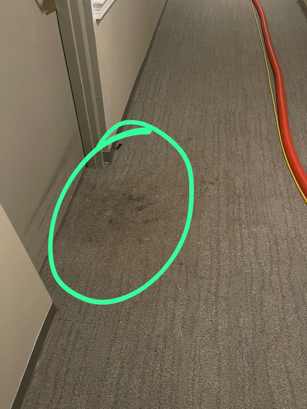 Commercial Carpet Extraction & Deep Stain Cleaning